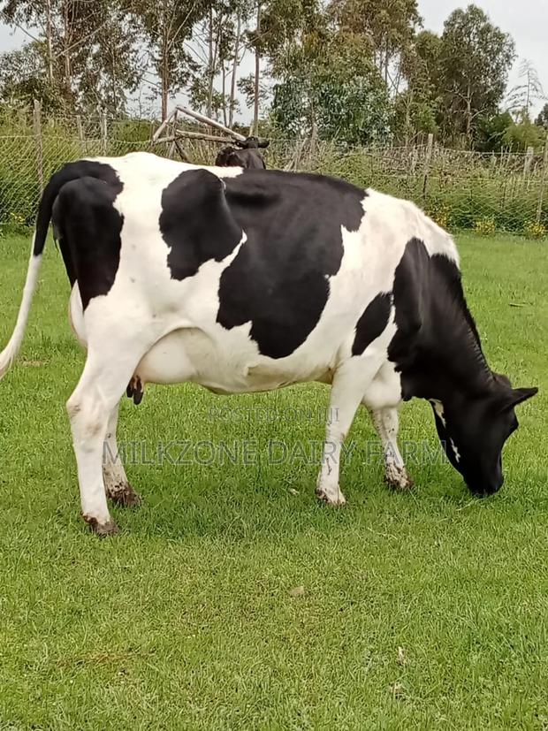 Powerful Frisian - thumbnail 4