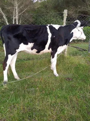 Wonderful Heifers