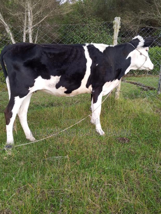 Wonderful Heifers - main view