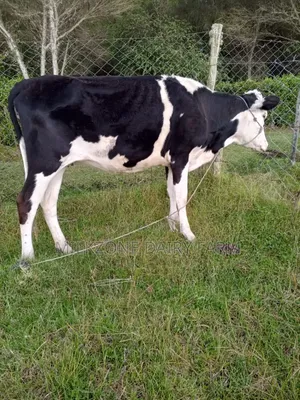 Wonderful Heifers