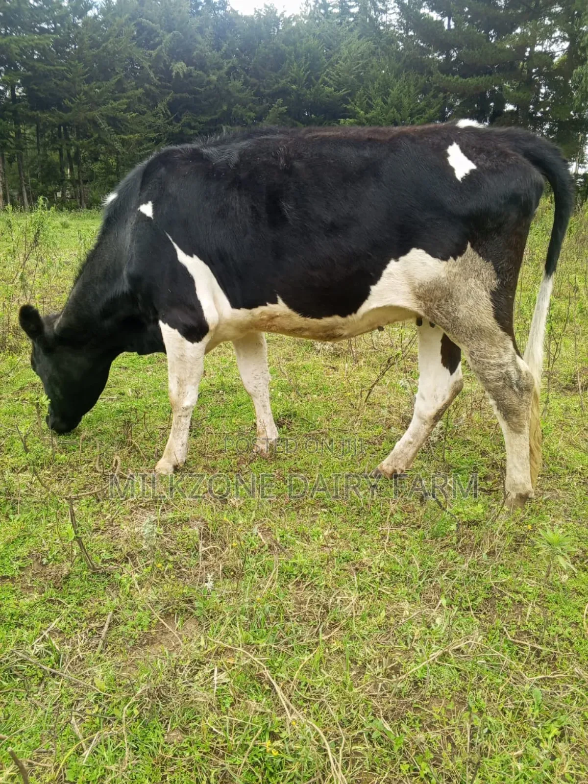 Wonderful Heifers