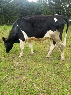 Wonderful Heifers
