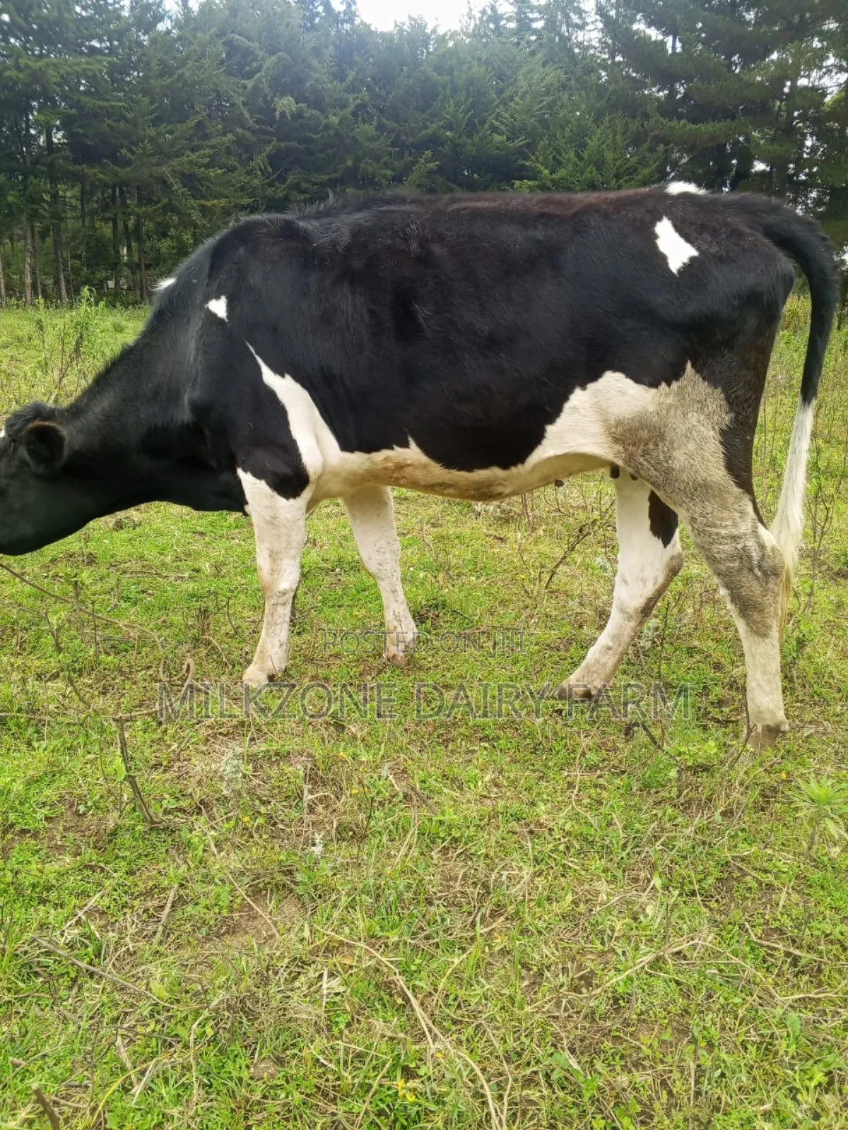 Wonderful Heifers