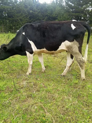 Wonderful Heifers