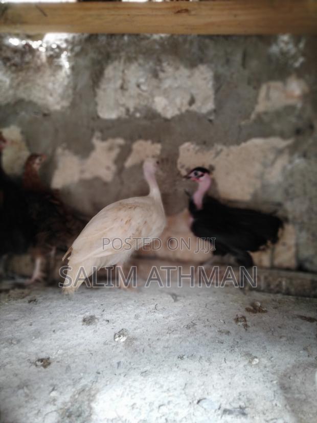 Kanga Keets - main view