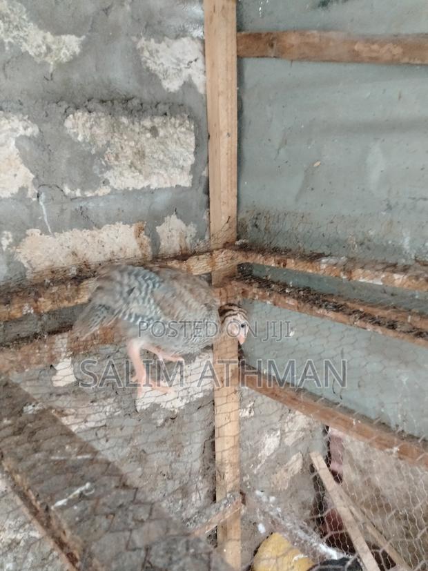 Kanga Keets - thumbnail 2