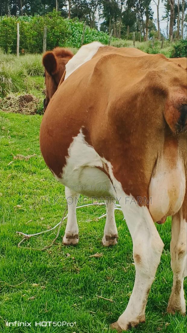 Second Timer Inculf 8months Asha - main view