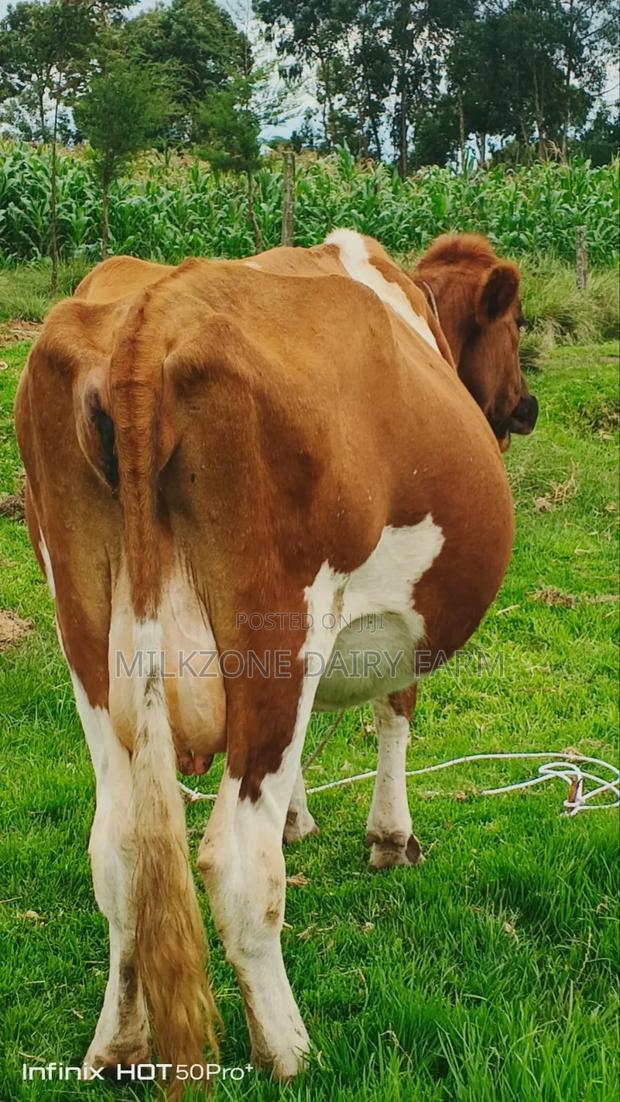 Second Timer Inculf 8months Asha - thumbnail 2