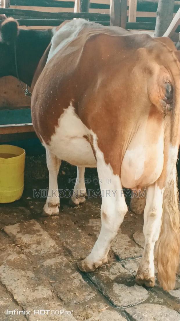 Second Timer Inculf 8months Asha - thumbnail 3