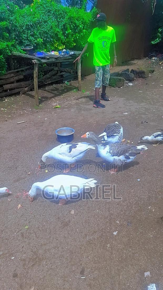 Female Goose - main view