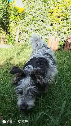 6-12 months Male Mixed Breed Havanese