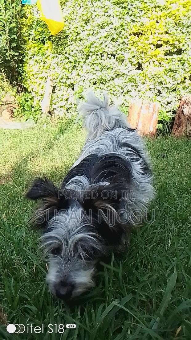 6-12 months Male Mixed Breed Havanese - main view