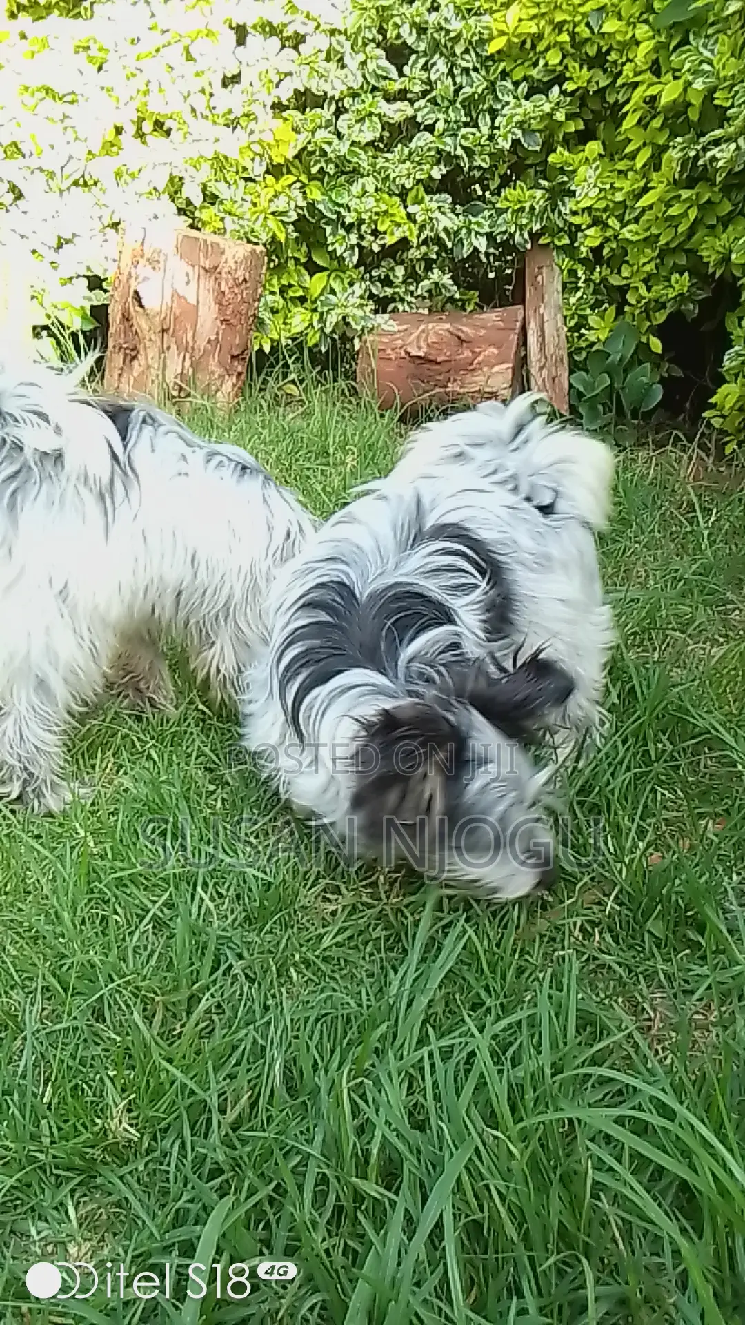 6-12 months Male Mixed Breed Havanese