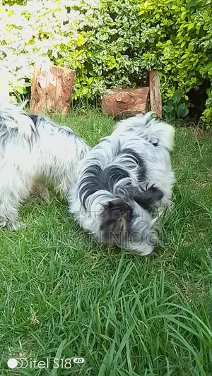 6-12 months Male Mixed Breed Havanese