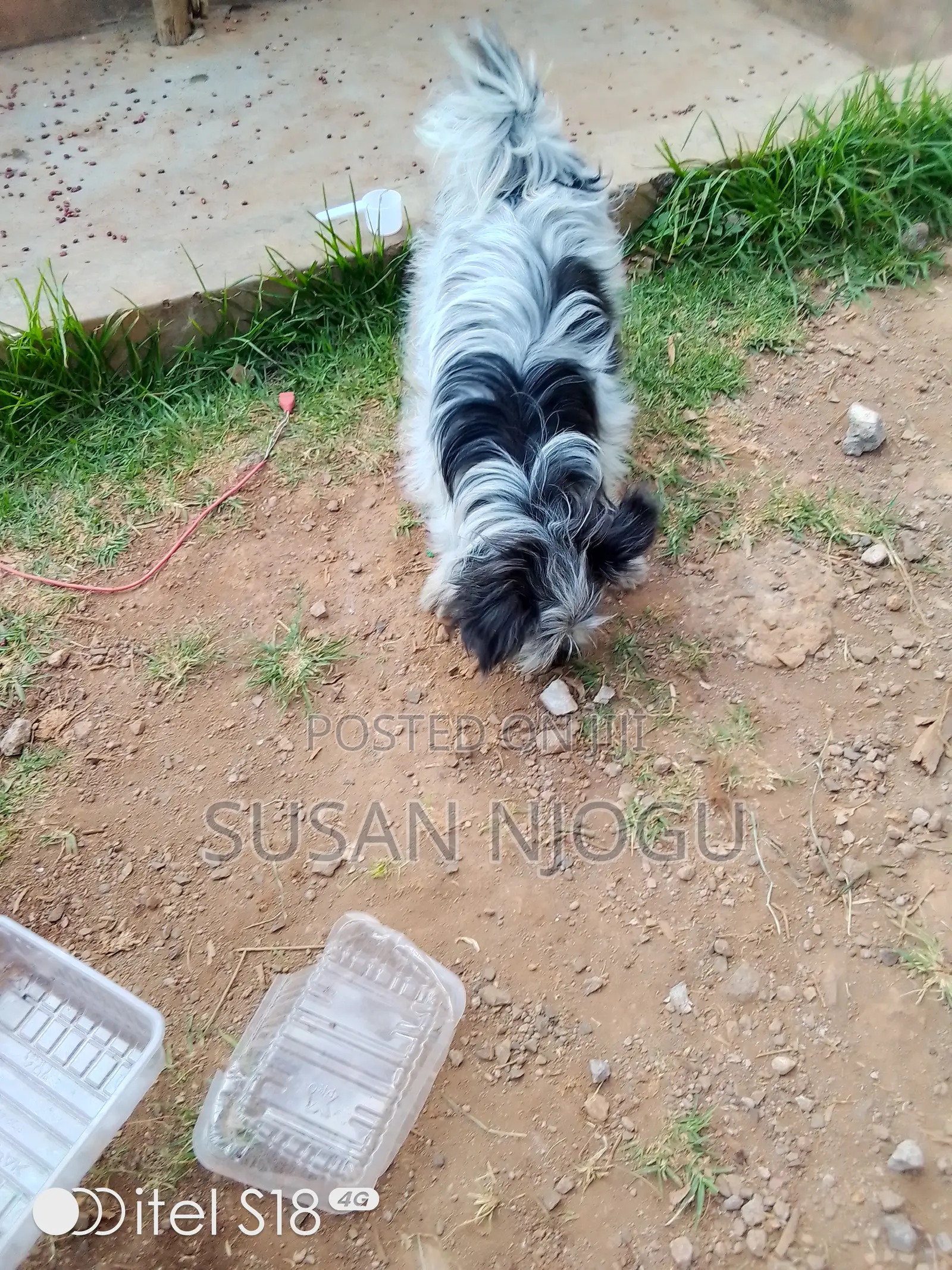 6-12 months Male Mixed Breed Havanese