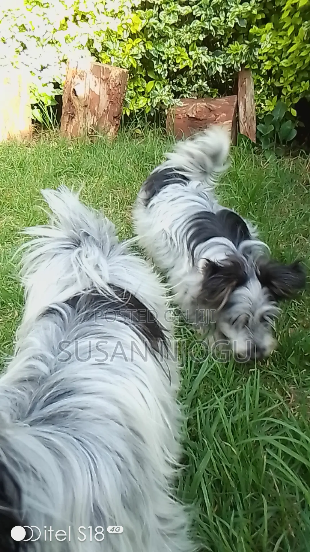 6-12 months Male Mixed Breed Havanese
