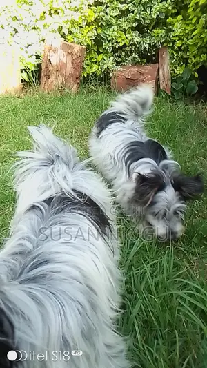 6-12 months Male Mixed Breed Havanese