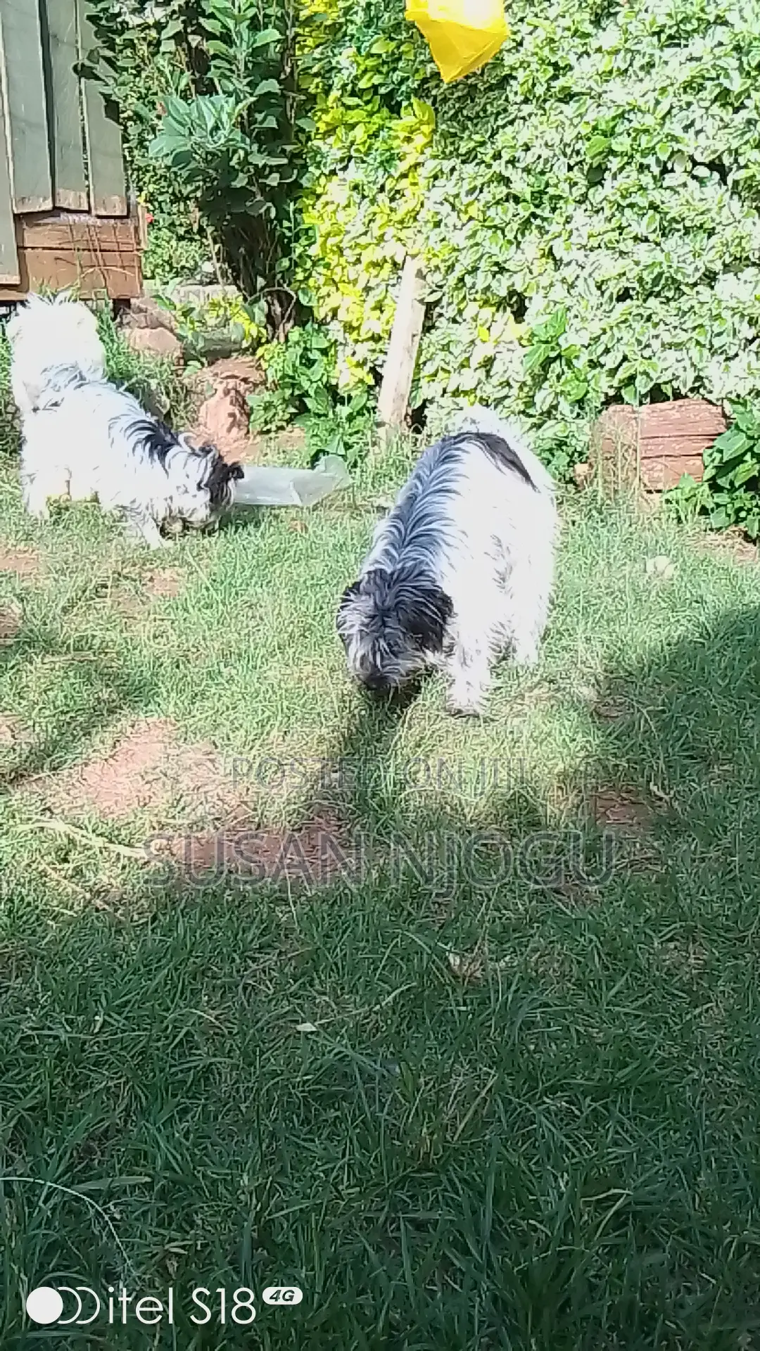 6-12 months Male Mixed Breed Havanese