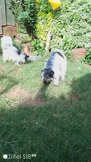 6-12 months Male Mixed Breed Havanese