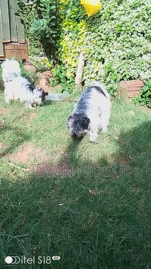 6-12 months Male Mixed Breed Havanese - thumbnail 5