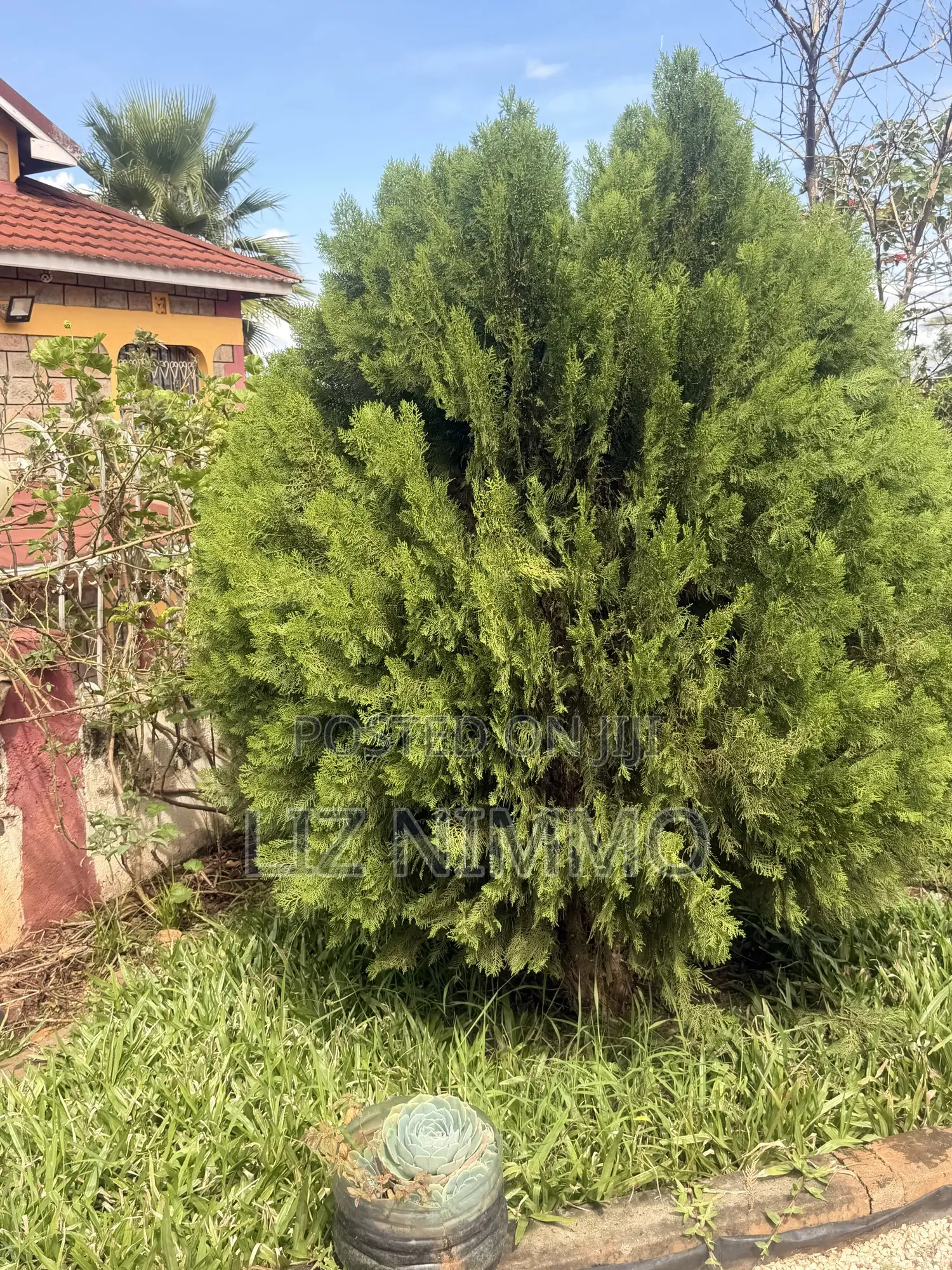 7bdrm Mansion in Kimbo for rent