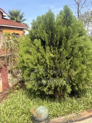 7bdrm Mansion in Kimbo for rent
