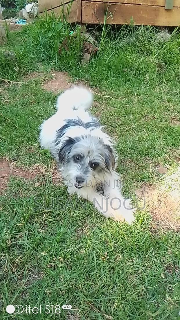 6-12 months Female Mixed Breed Havanese - main view