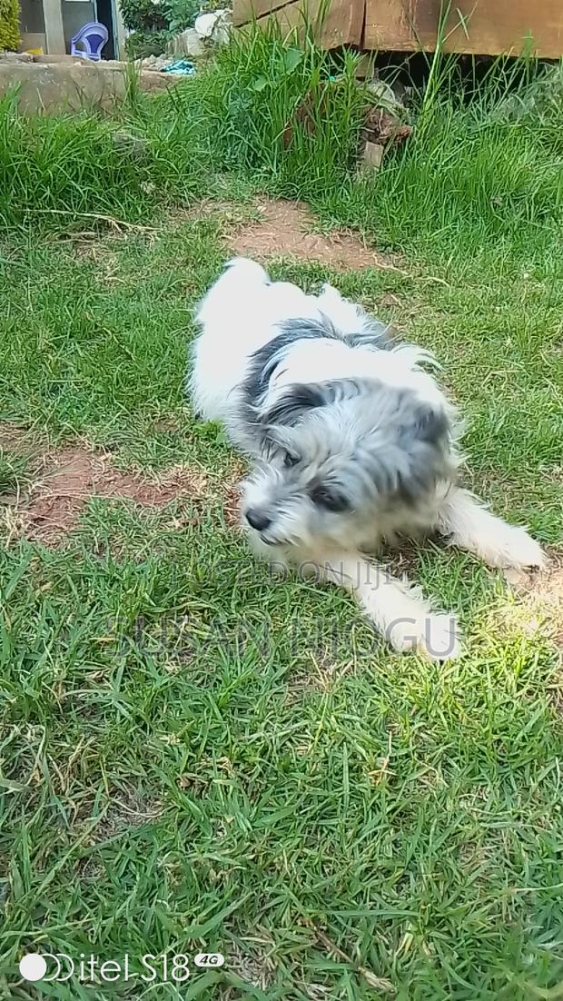 6-12 months Female Mixed Breed Havanese - thumbnail 3