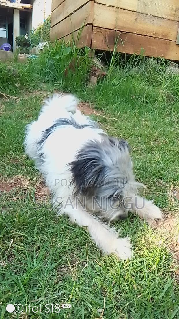 6-12 months Female Mixed Breed Havanese - thumbnail 4