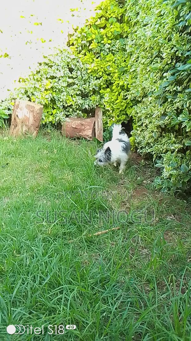 6-12 months Female Mixed Breed Havanese - thumbnail 5