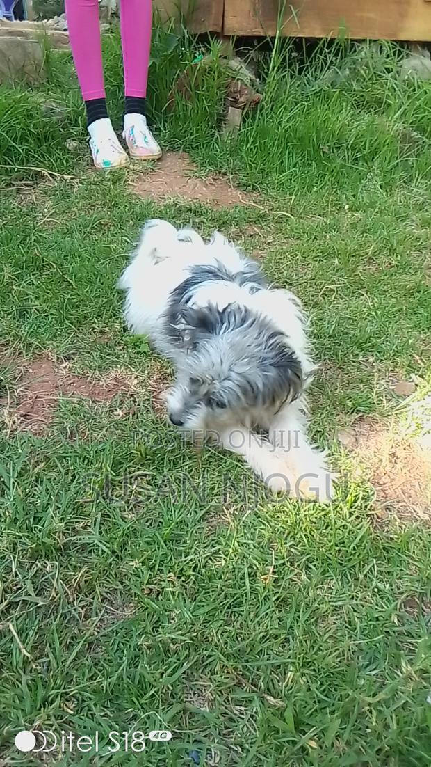 6-12 months Female Mixed Breed Havanese - thumbnail 6