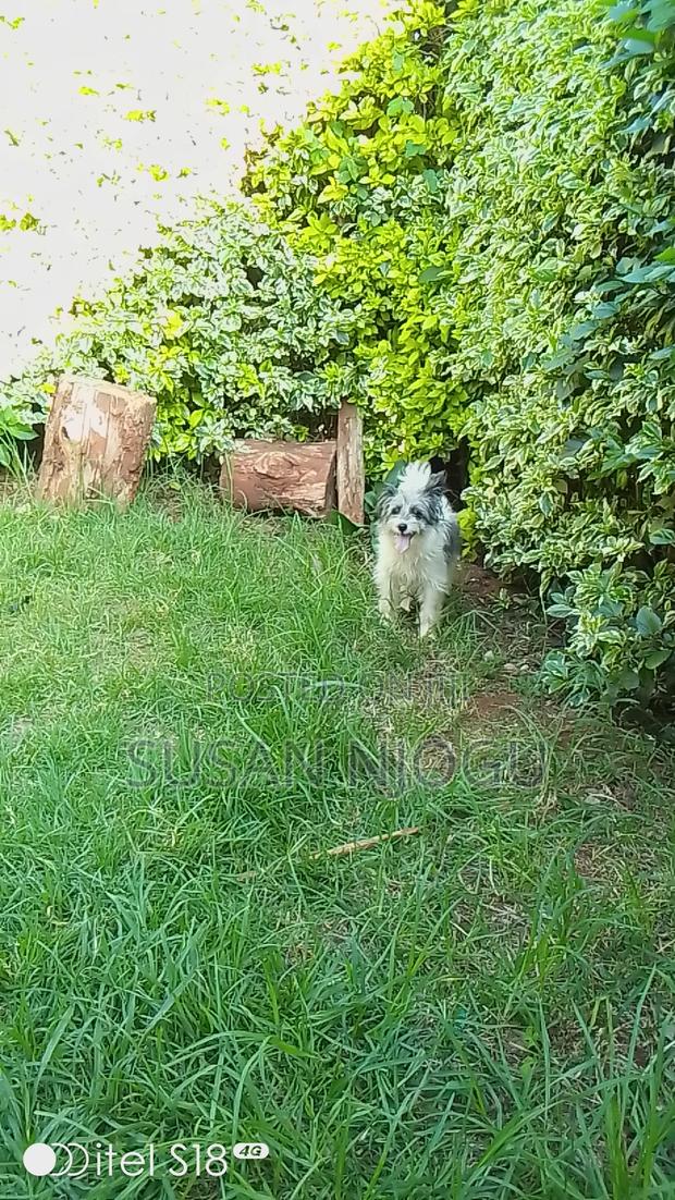 6-12 months Female Mixed Breed Havanese - thumbnail 7