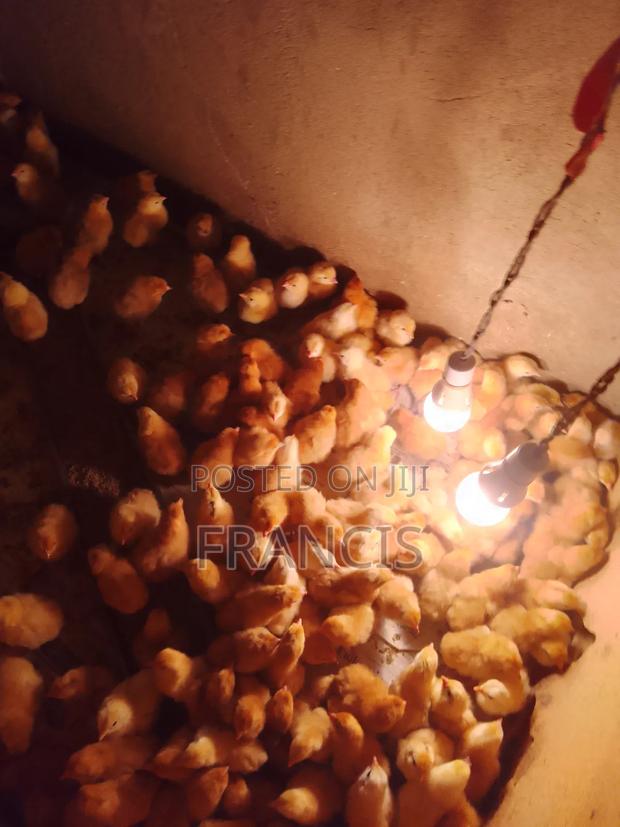 One Day Old Chick - main view