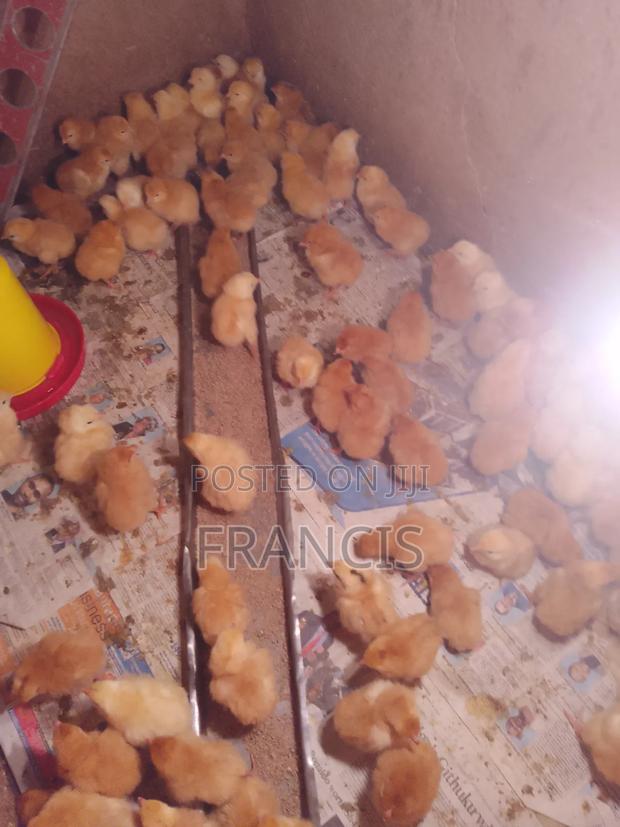 One Day Old Chick - thumbnail 2