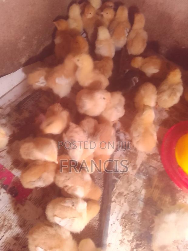 One Day Old Chick - thumbnail 3