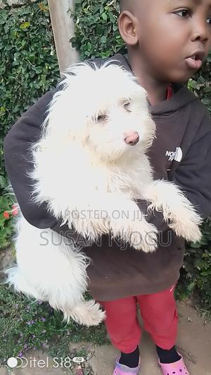 6-12 months Female Mixed Breed Maltese - thumbnail 2