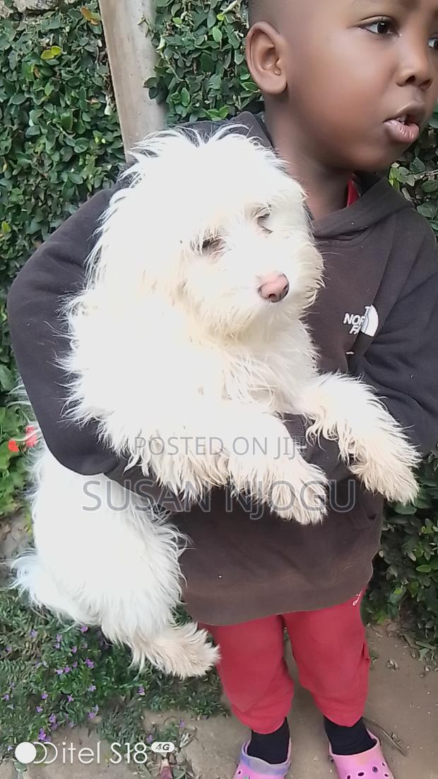 6-12 months Female Mixed Breed Maltese - main view