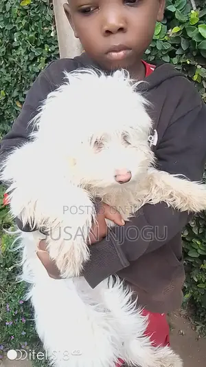 6-12 months Female Mixed Breed Maltese