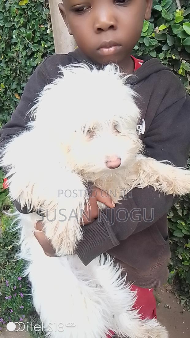 6-12 months Female Mixed Breed Maltese - thumbnail 3