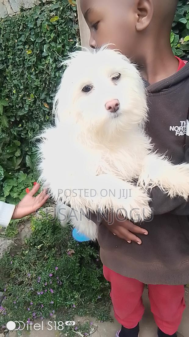 6-12 months Female Mixed Breed Maltese - thumbnail 4