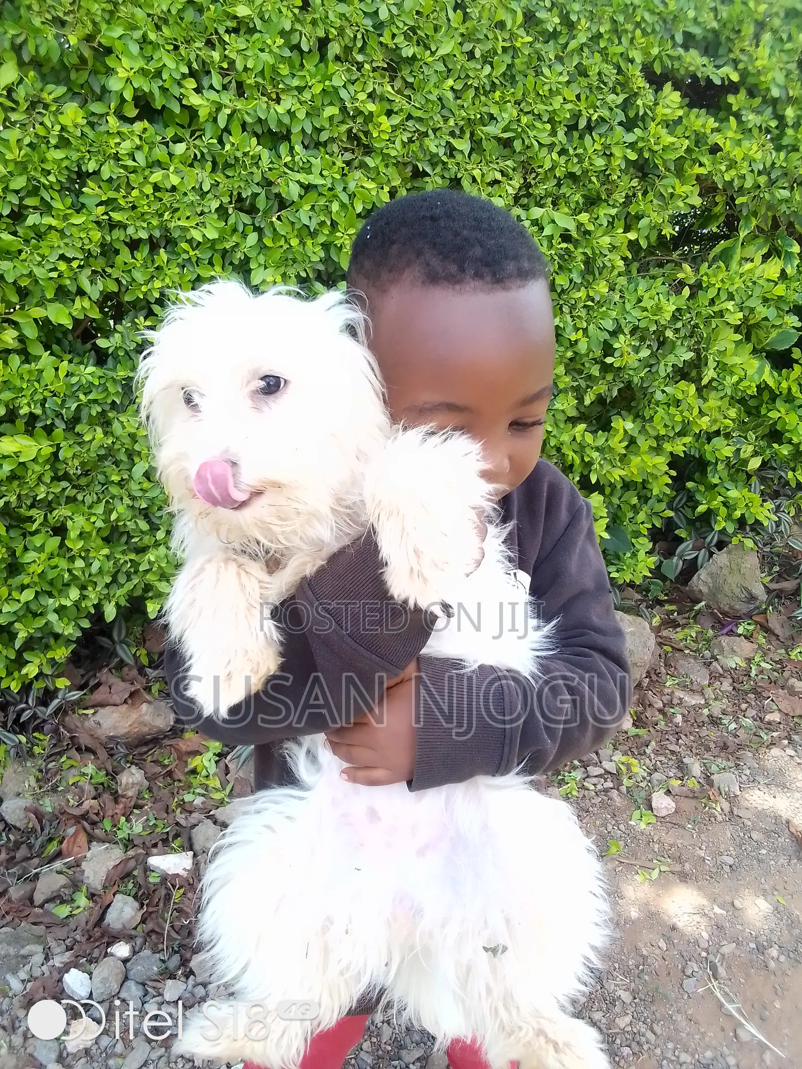 6-12 months Female Mixed Breed Maltese