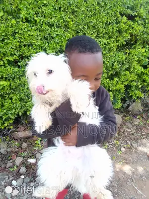 6-12 months Female Mixed Breed Maltese