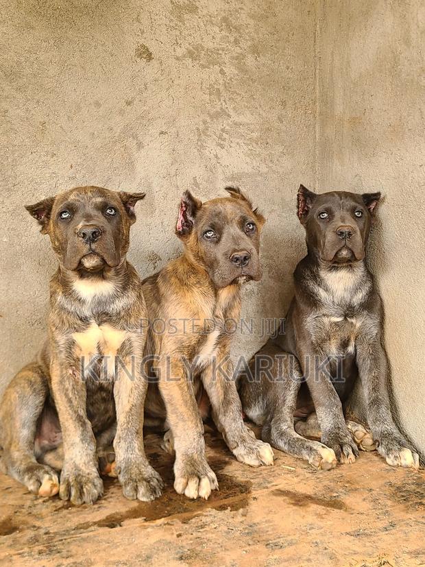 1-3 months Male Purebred Cane Corso - main view