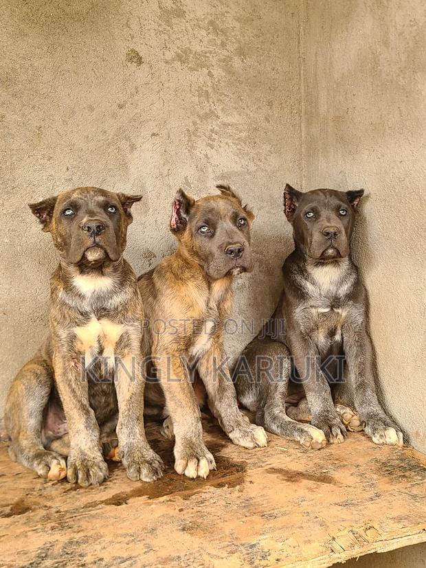1-3 months Male Purebred Cane Corso - thumbnail 3