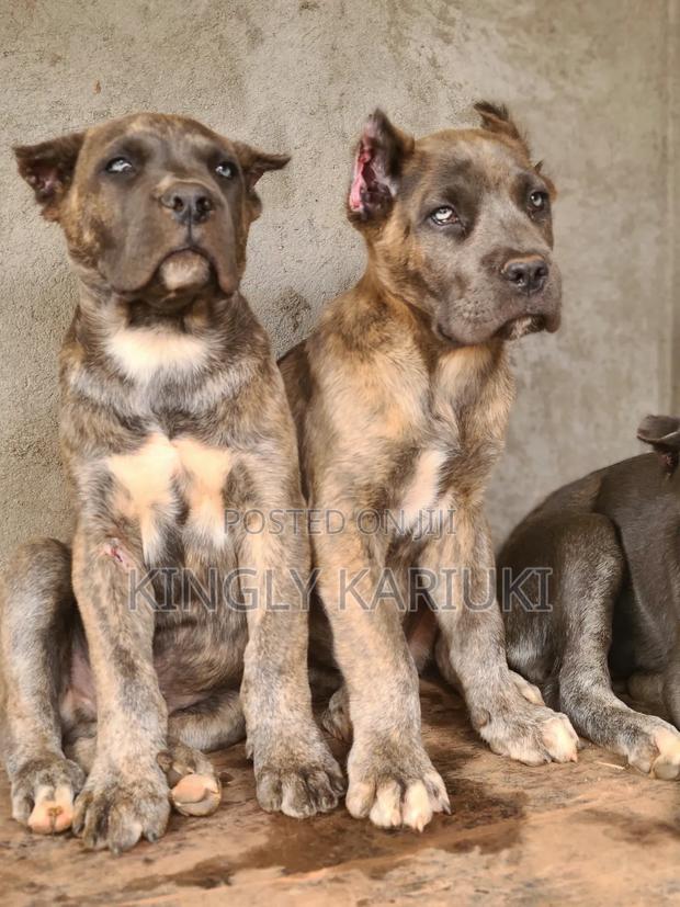 1-3 months Male Purebred Cane Corso - thumbnail 4