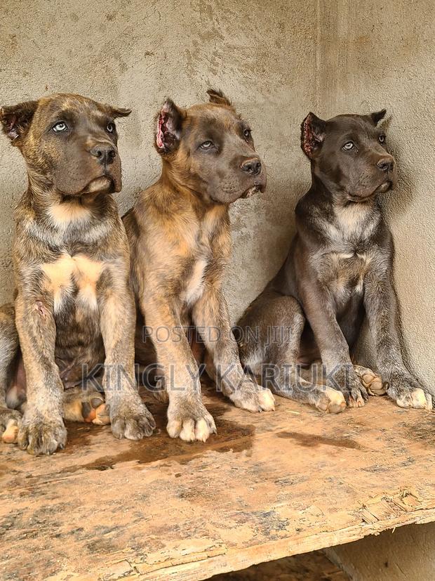 1-3 months Male Purebred Cane Corso - thumbnail 5