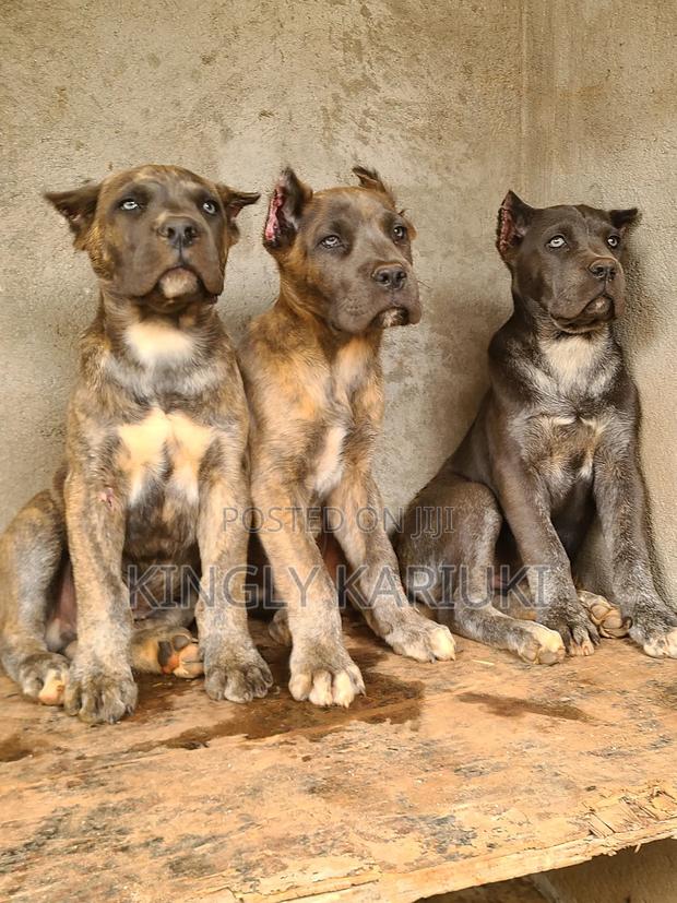 1-3 months Male Purebred Cane Corso - thumbnail 6