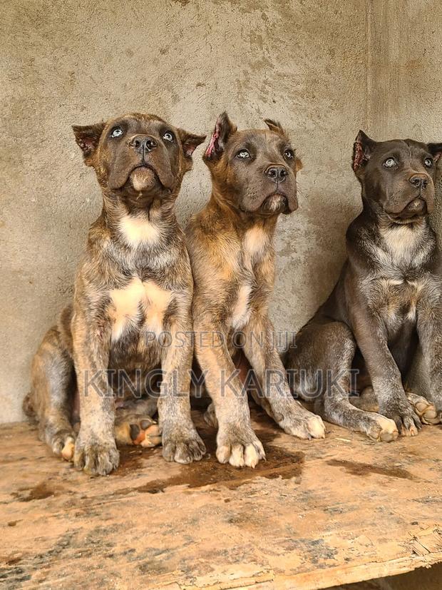 1-3 months Male Purebred Cane Corso - thumbnail 7