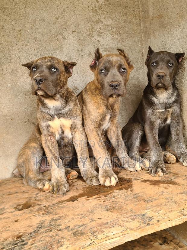 1-3 months Male Purebred Cane Corso - thumbnail 8