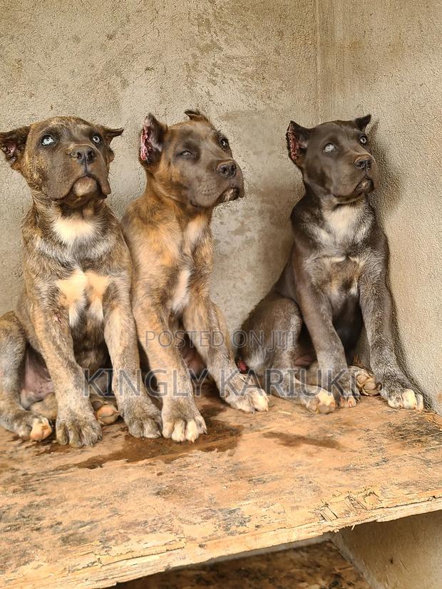 1-3 months Male Purebred Cane Corso - thumbnail 9